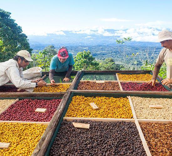 Un regard approfondi sur la transformation du café