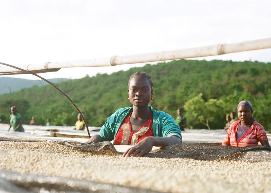 Redéfinir le marché du café : Les limites du système actuel