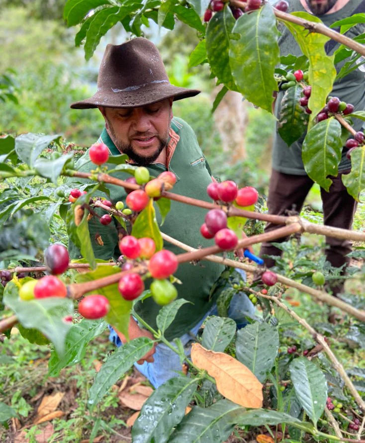 What is Third Wave Coffee?