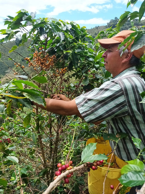 La Virgen Coffee Farm